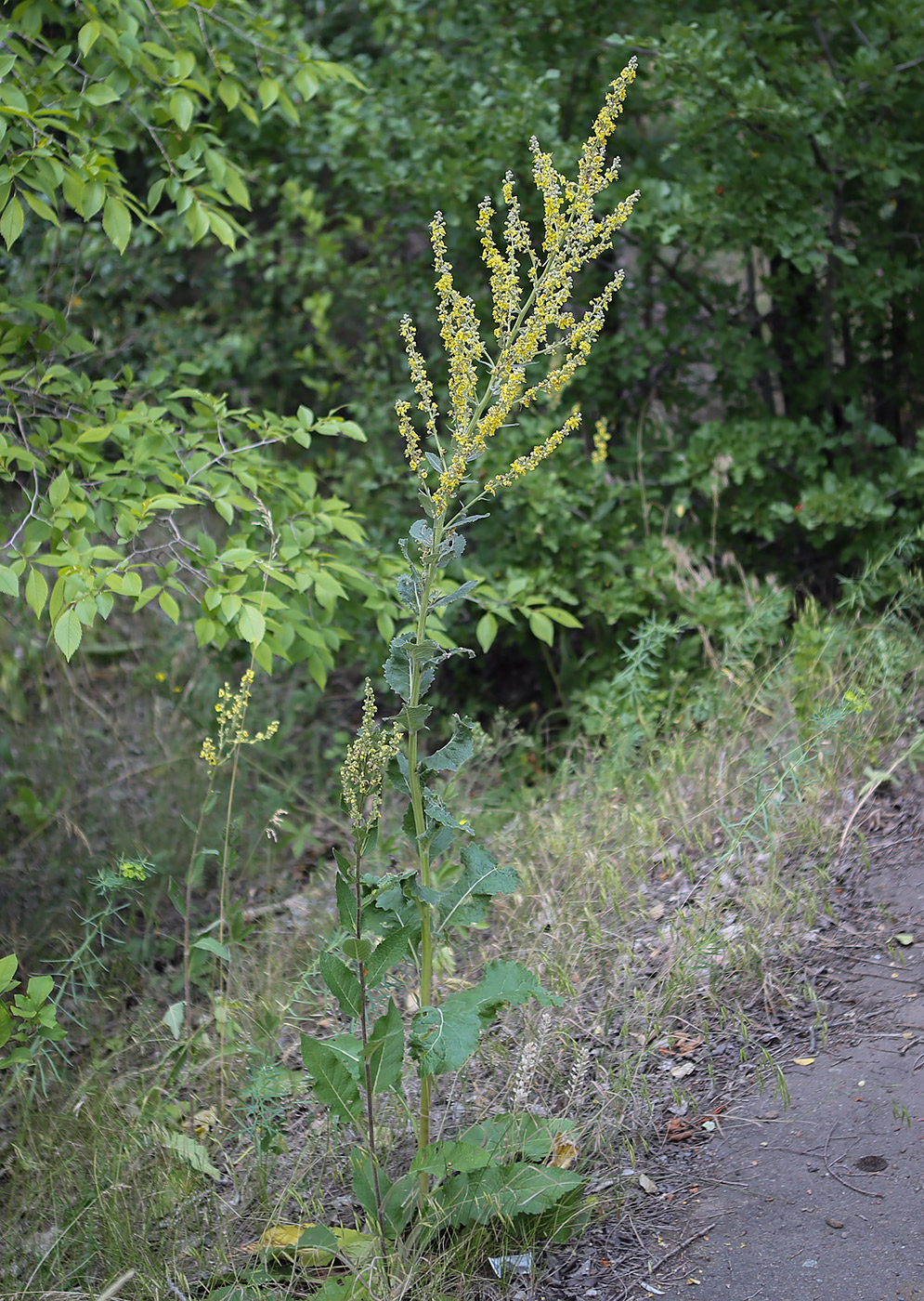 Изображение особи Verbascum lychnitis.