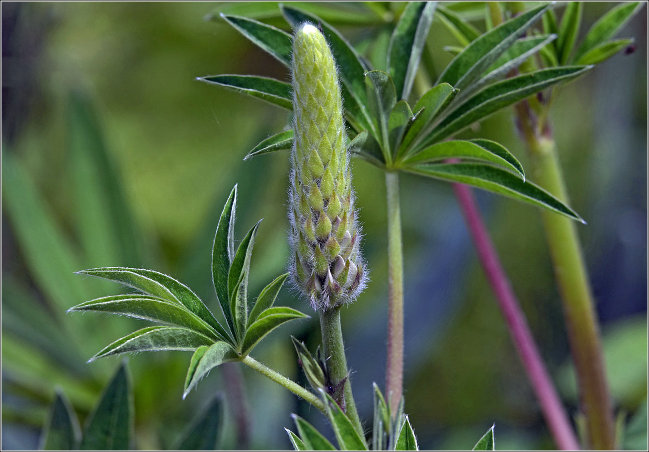 Изображение особи Lupinus polyphyllus.