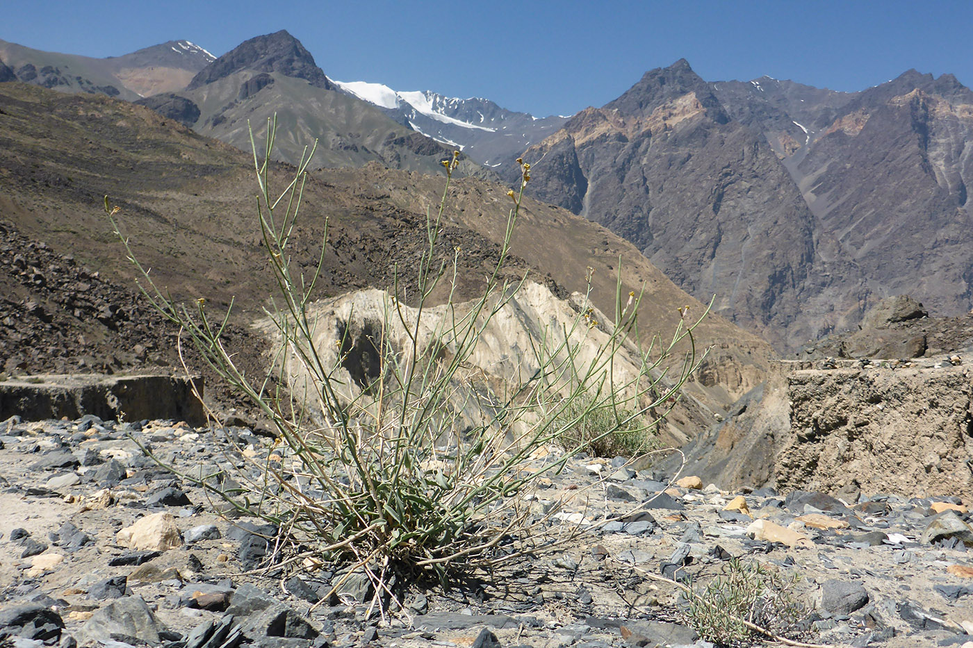 Image of Matthiola integrifolia specimen.