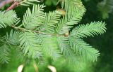 Metasequoia glyptostroboides. Веточка. Узбекистан, Ташкентская обл., Бостанлыкский р-н, кишлак Яккатут, дачный участок, в культуре. 24.08.2025.