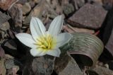 Image of taxon representative. Author is Владимир Эпиктетов