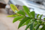 Psidium guajava. Побег. Израиль, г. Бат-Ям, в культуре. 06.05.2024.