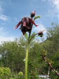 Aquilegia atrovinosa. Верхушка цветущего растения с цветком и бутонами. Казахстан, Жамбылская обл., Жуалынский р-н, запов. \"Аксу-Джабаглы\"; Таласский Алатау, ущ. Коксай, ≈ 2180 м н.у.м., мезофильное разнотравье у берега речки. 1 июня 2025 г.