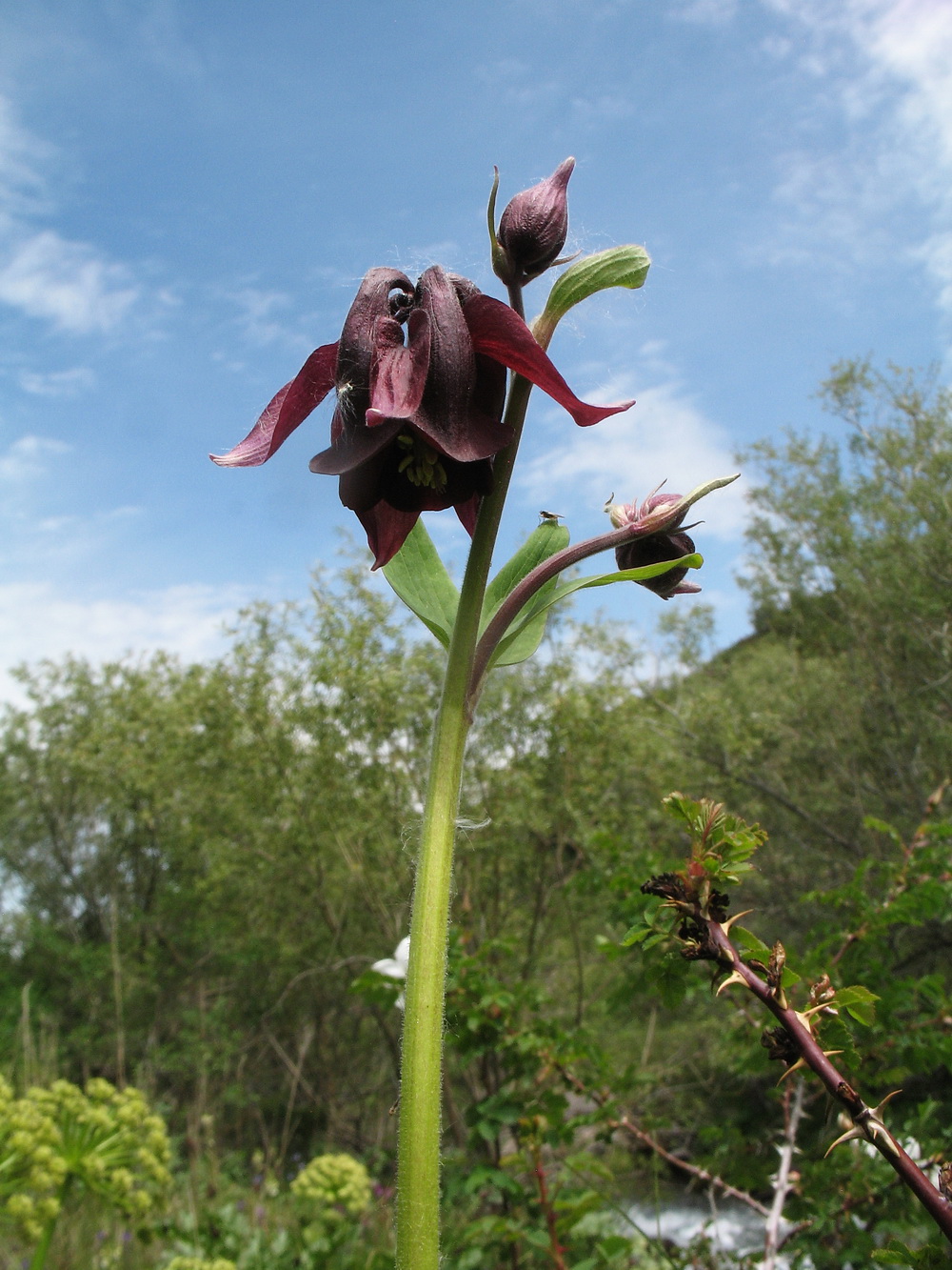 Изображение особи Aquilegia atrovinosa.