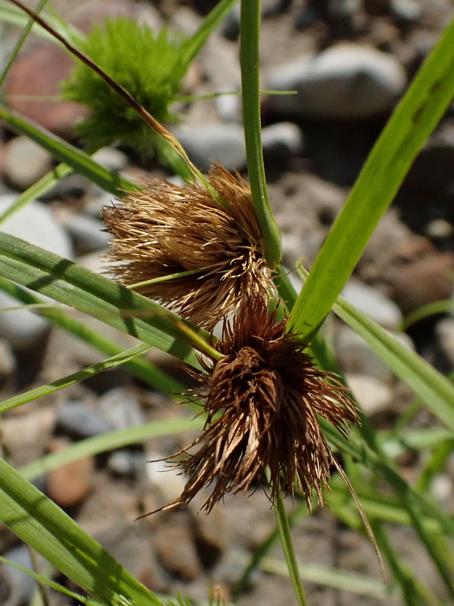 Image of Carex bohemica specimen.
