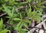 Vitex agnus-castus