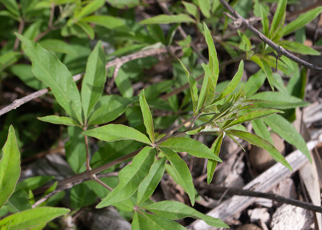 Изображение особи Vitex agnus-castus.