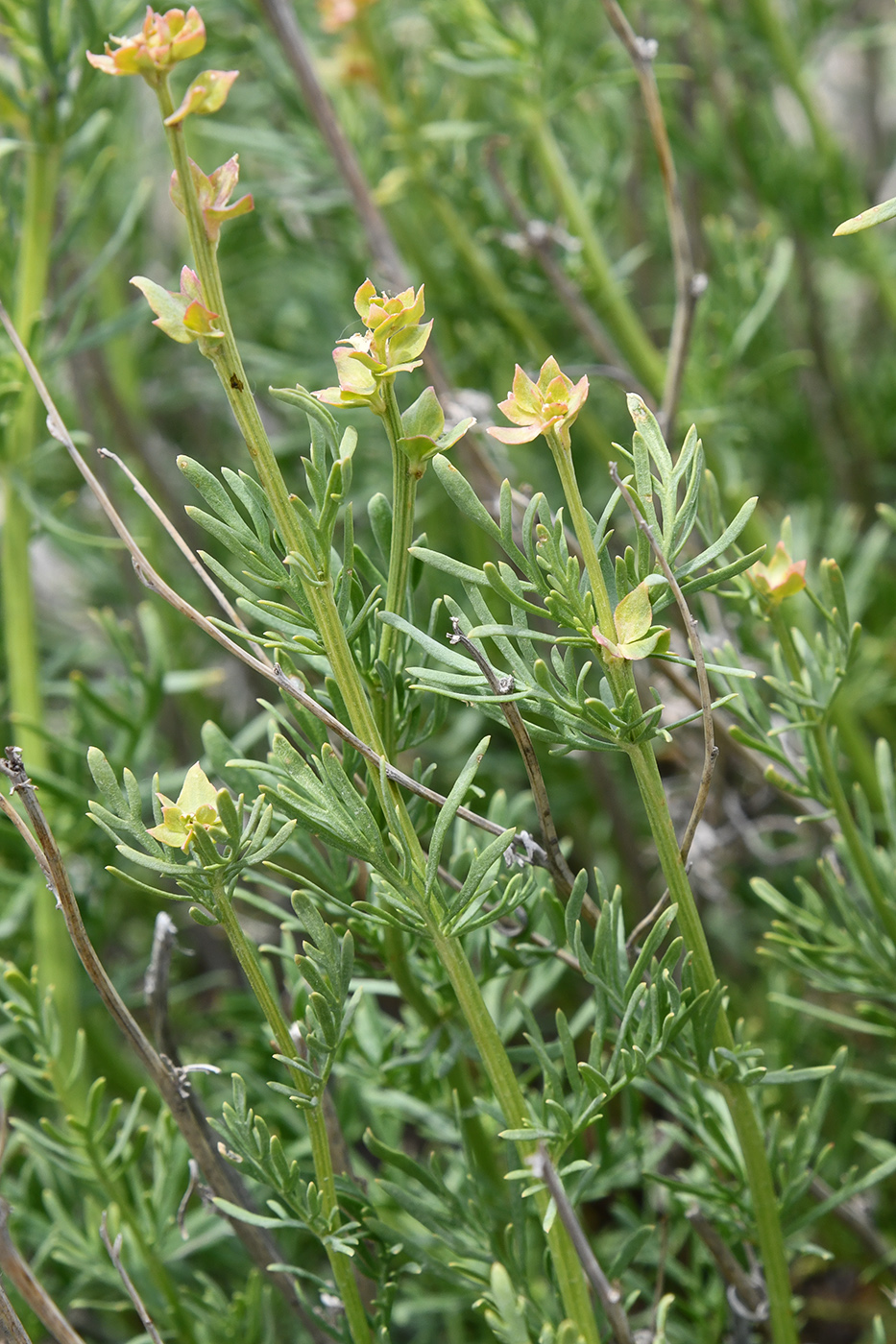 Изображение особи Niedzwedzkia semiretschenskia.