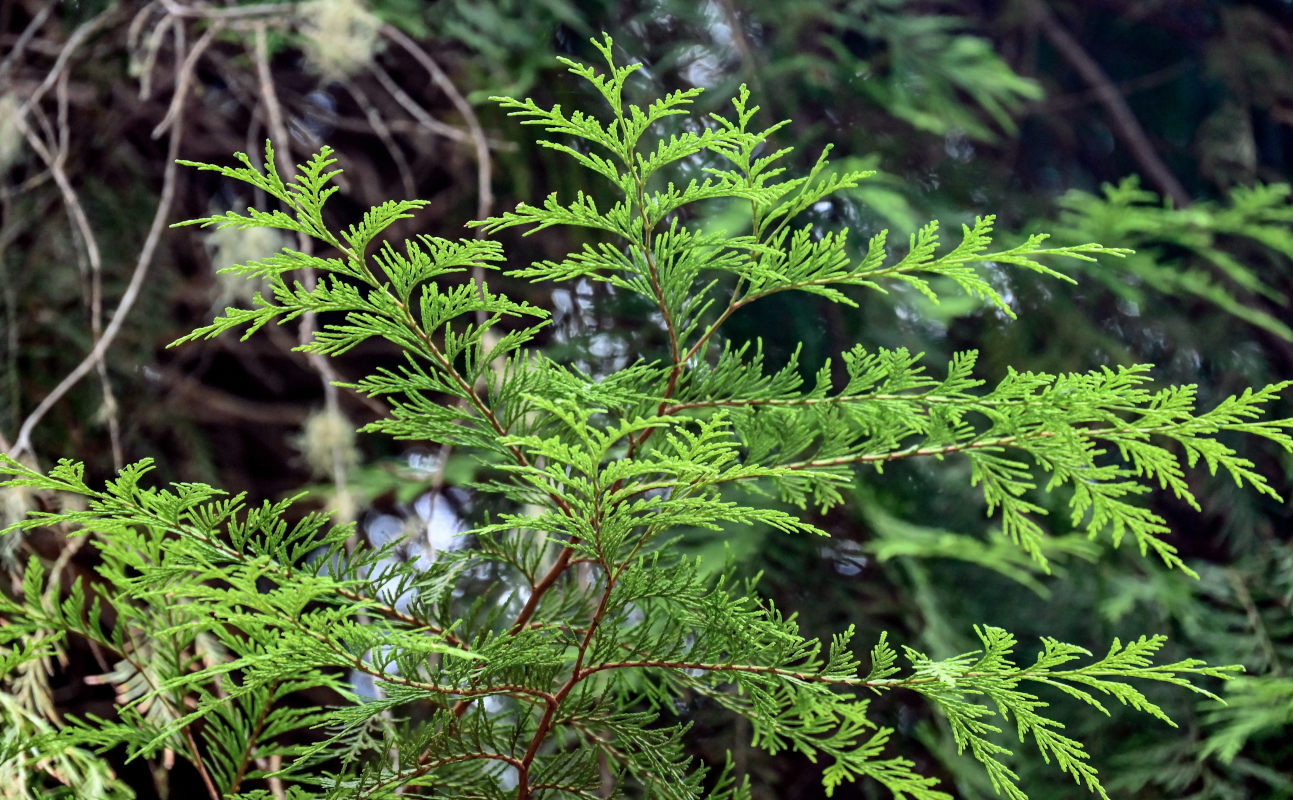 Изображение особи Thuja plicata.