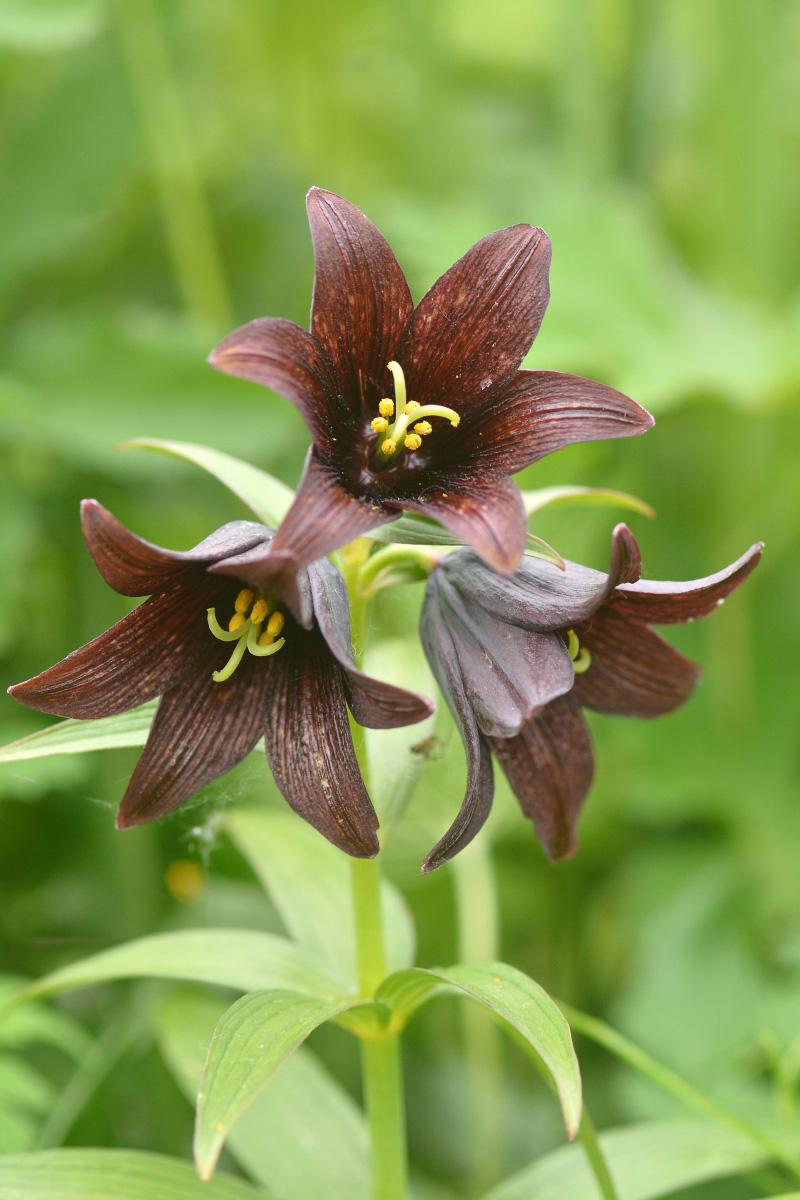 Image of Fritillaria camschatcensis specimen.