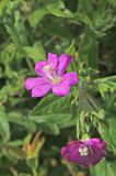 Epilobium hirsutum. Верхушка побега с цветком и охотящимся на нем пауком. Белгородская обл., пос. Ракитное, плотина Сахзаводского пруда, габион, кромка берега. 27 июля 2022 г.