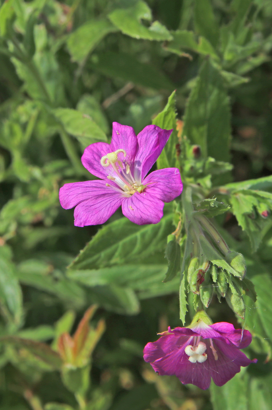 Изображение особи Epilobium hirsutum.