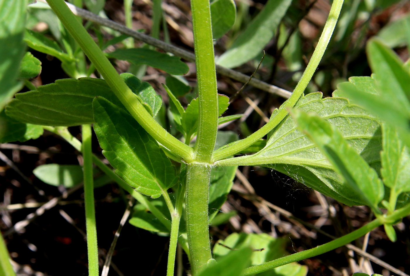 Image of Nepeta ucranica specimen.