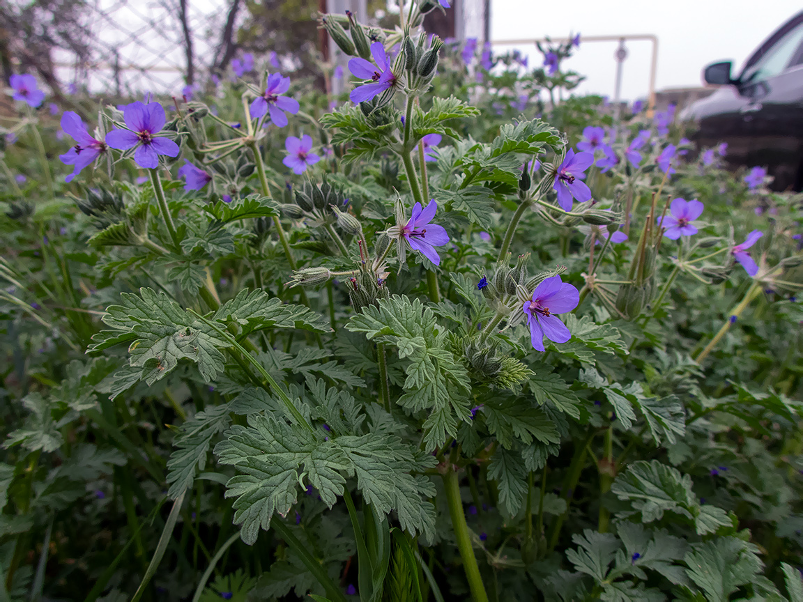 Изображение особи Erodium ciconium.