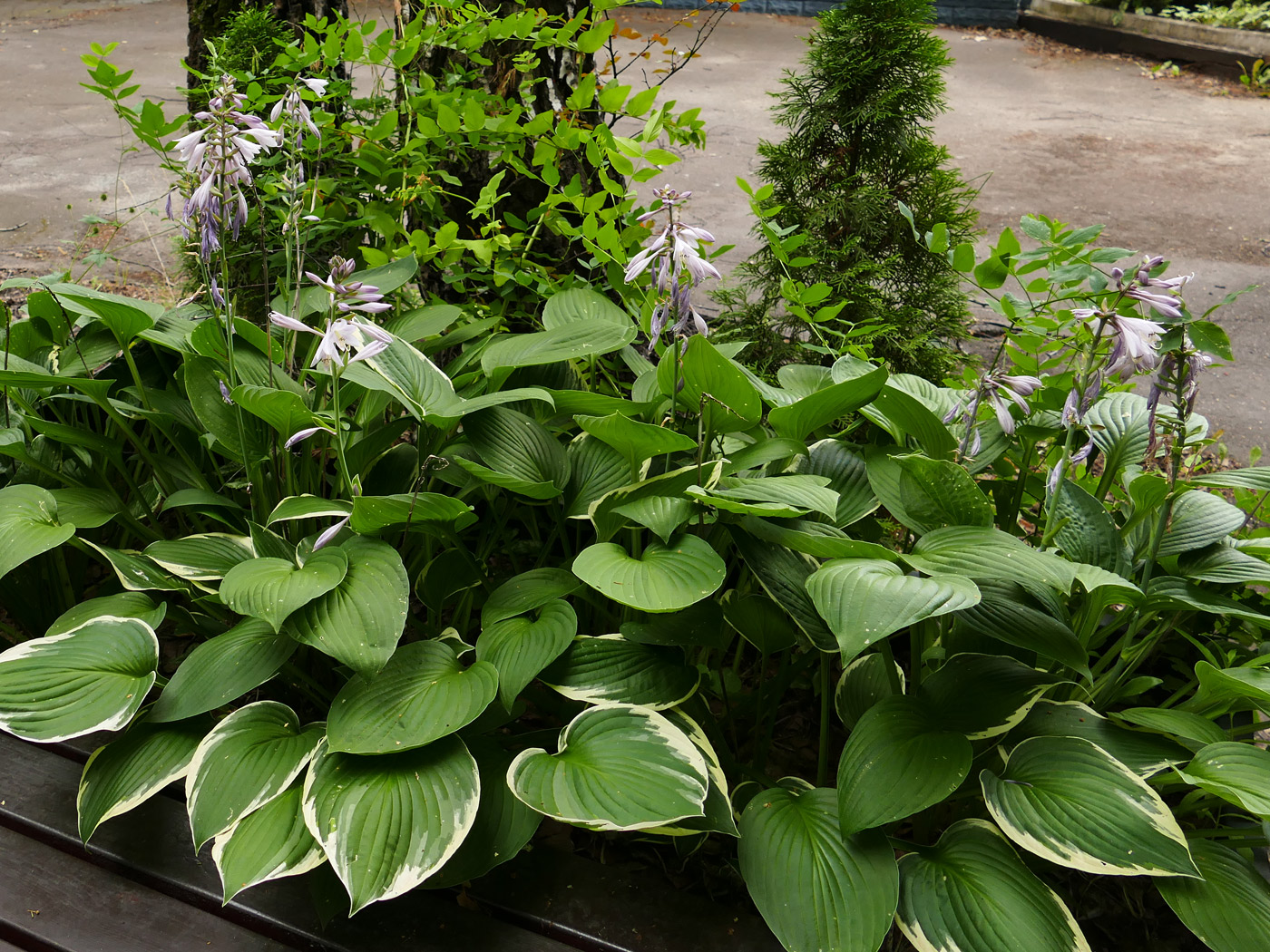 Изображение особи Hosta albomarginata.