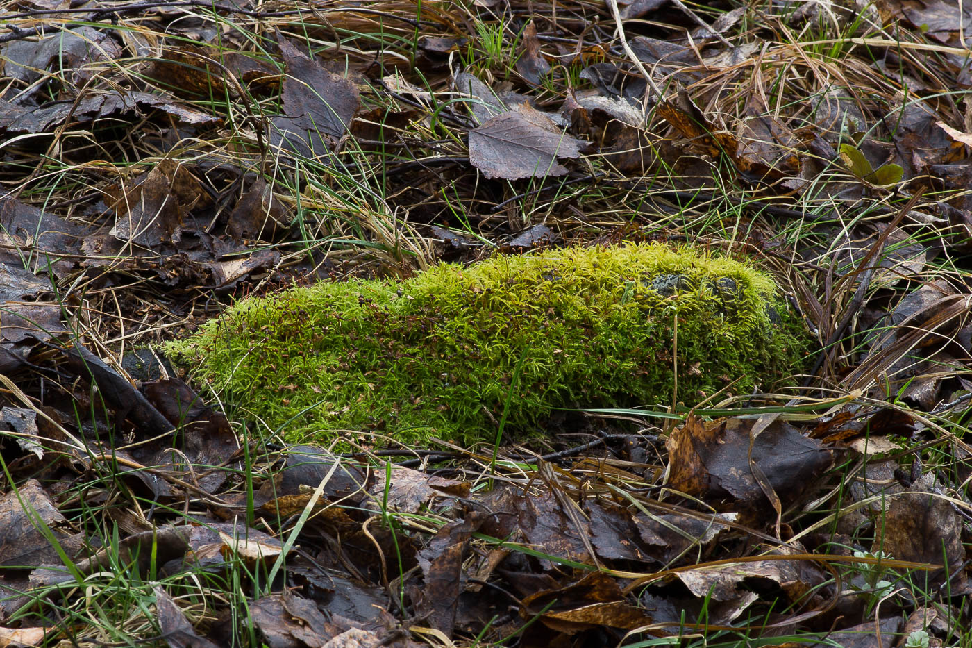 Image of Sciuro-hypnum reflexum specimen.