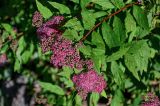 Spiraea japonica. Верхушка ветви с соцветиями. Калининградская обл., Зеленоградский р-н, г. Зеленоградск, в культуре. 30.06.2025.