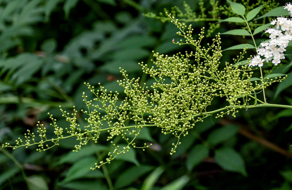 Image of Sorbaria kirilowii specimen.