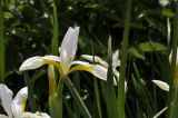 genus Iris. Цветок. Приморский край, Шкотовский р-н, с. Новонежино, сад. 07.06.2025.