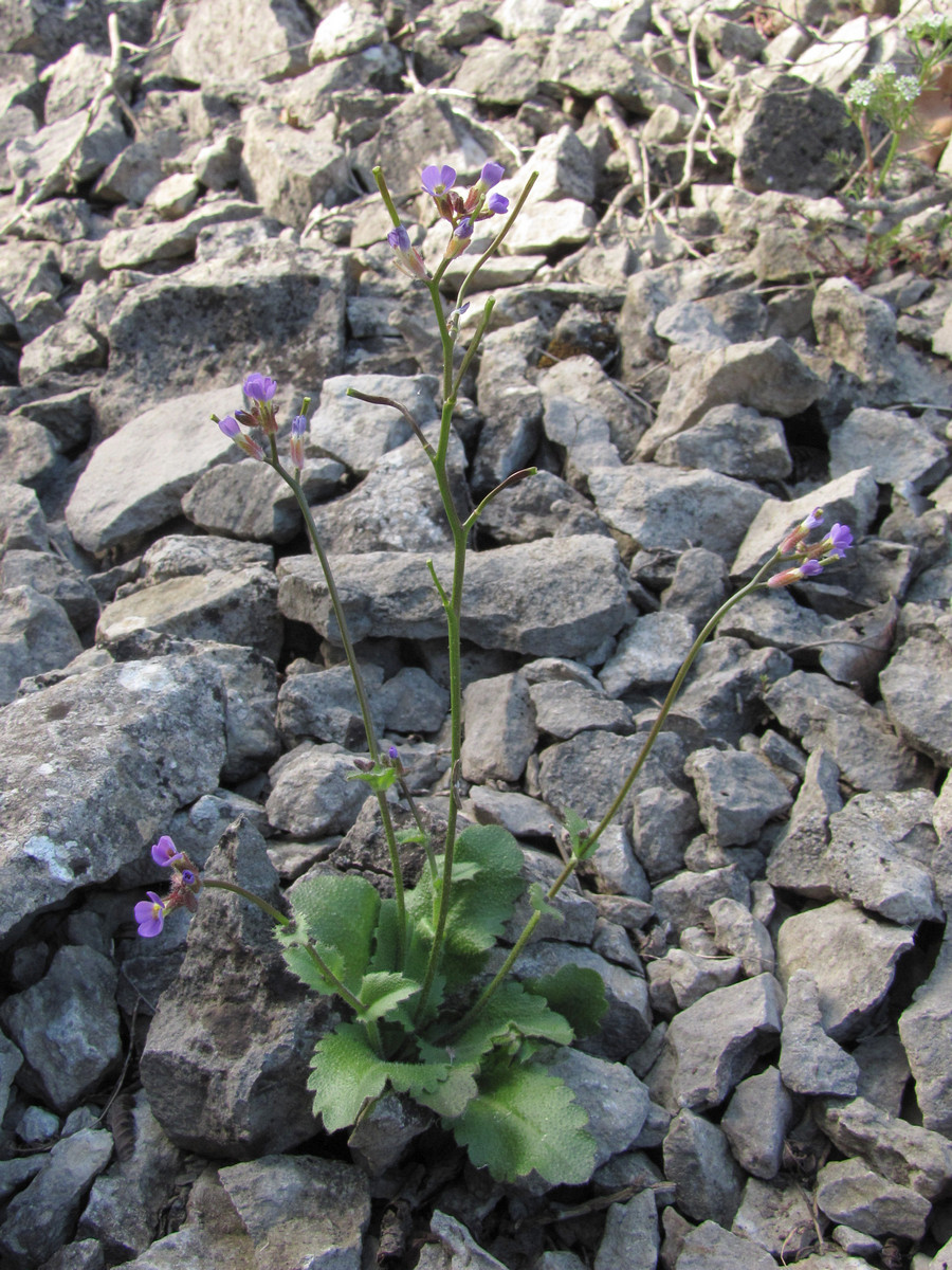 Image of Arabis verna specimen.