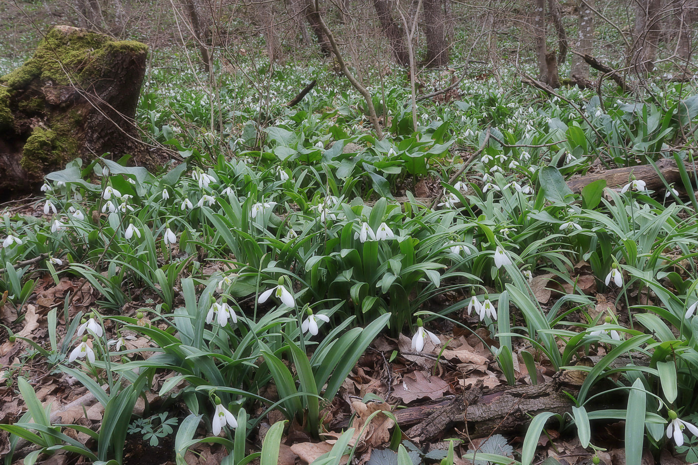 Image of Galanthus plicatus specimen.