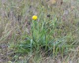 Tragopogon pratensis