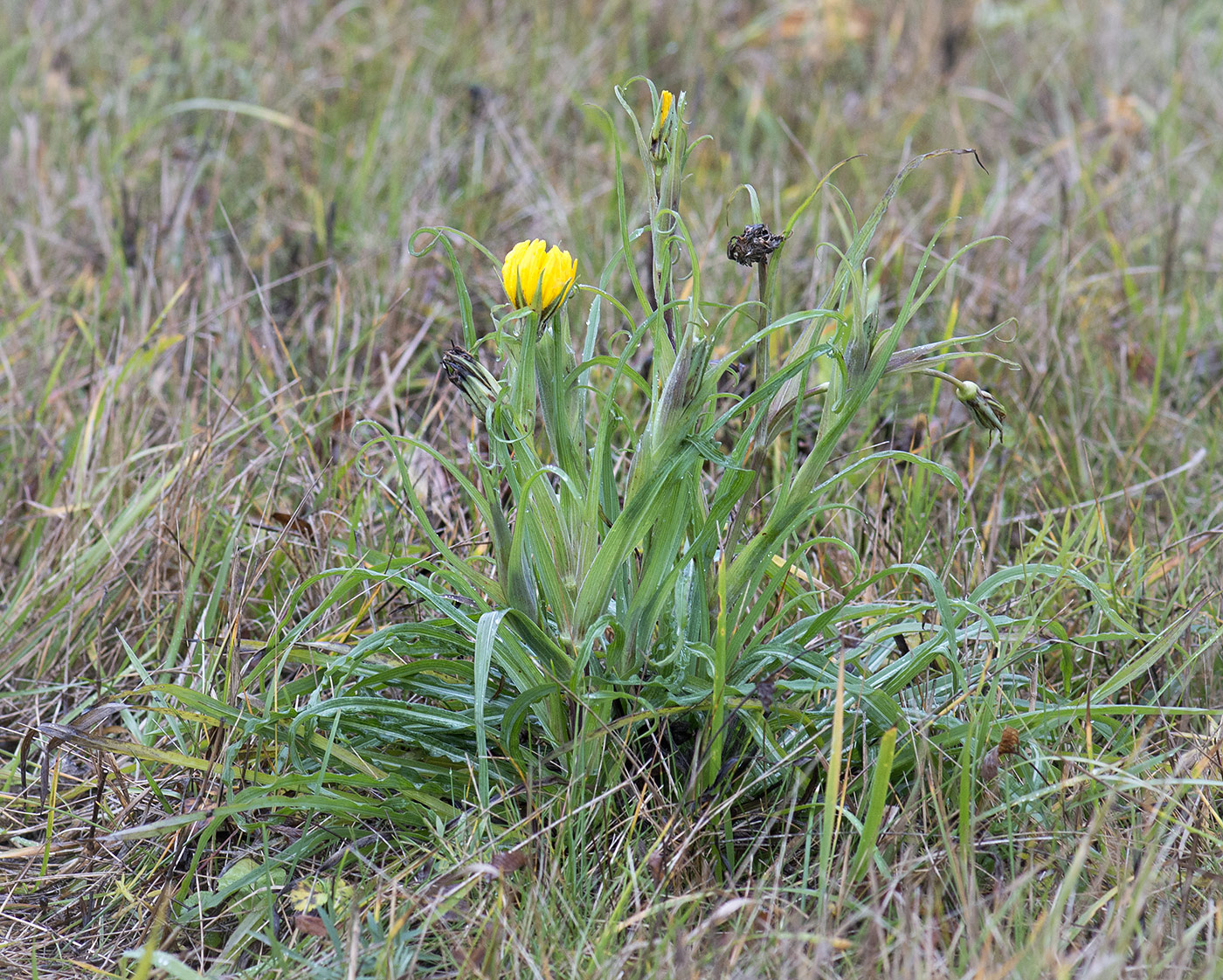 Image of Tragopogon pratensis specimen.
