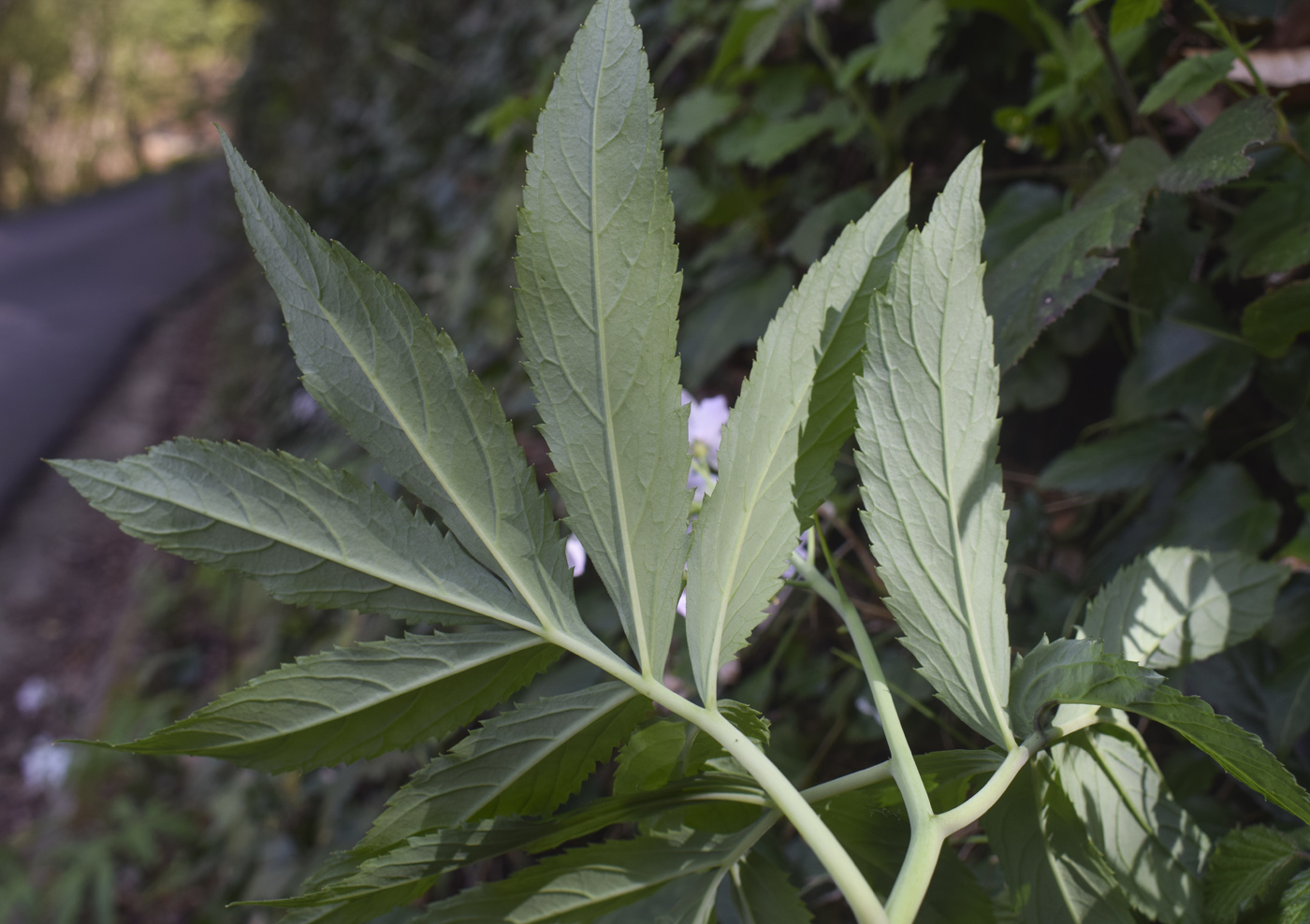 Изображение особи Cardamine pentaphyllos.