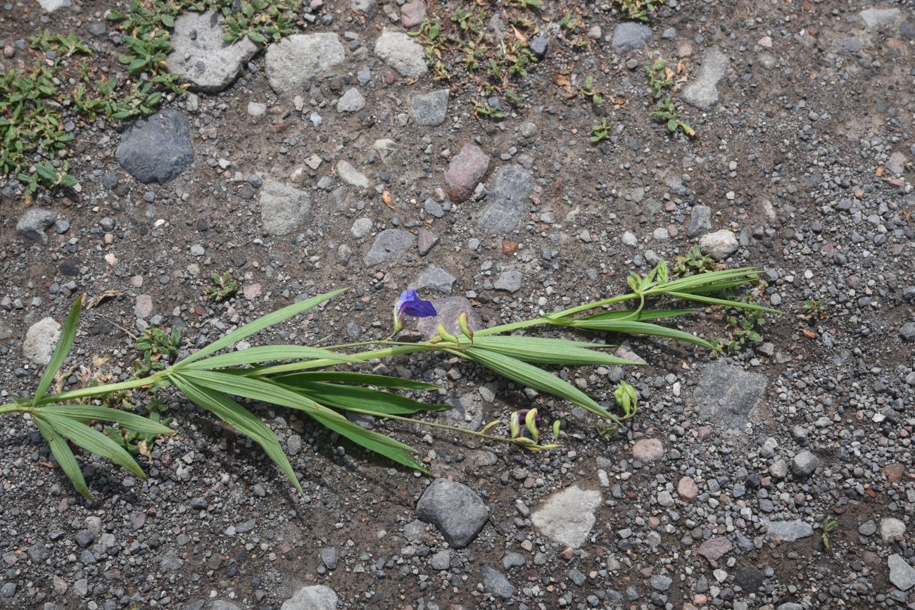 Image of Lathyrus cyaneus specimen.