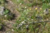 Rhamnus lycioides. Веточка. Грузия, край Самцхе-Джавахети, Аспиндзский муниципалитет, 550 м ниже ур. Тавкветула, прав. берег р. Кура, луг. 29 мая 2025 г.