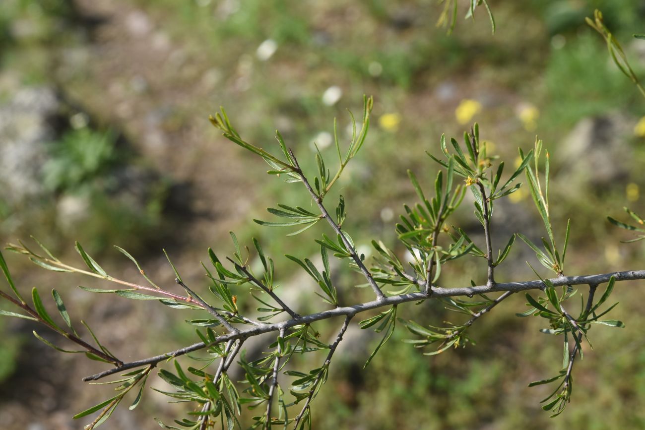 Изображение особи Rhamnus lycioides.