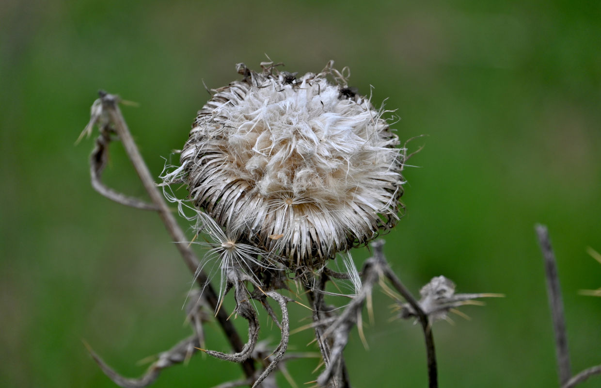Image of Cirsium vulgare specimen.