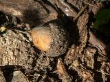 genus Quercus. Прошлогодний жёлудь и кусочки коры на почве у корней дерева. Крым, Кировский р-н, Агармышский лес, дубово-грабовый лес. 03.05.2025.