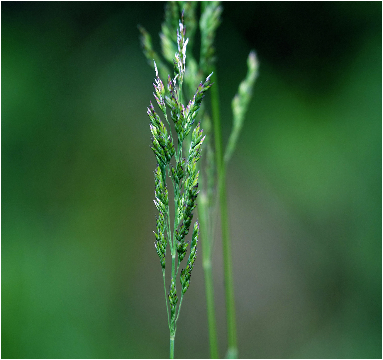 Image of genus Poa specimen.