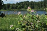 Lonicera tatarica. Ветвь с соцветиями и незрелыми соплодиями. С.-Петербург, Петергоф, Луговой парк, у дорожки вдоль берега пруда. 07.06.2026.