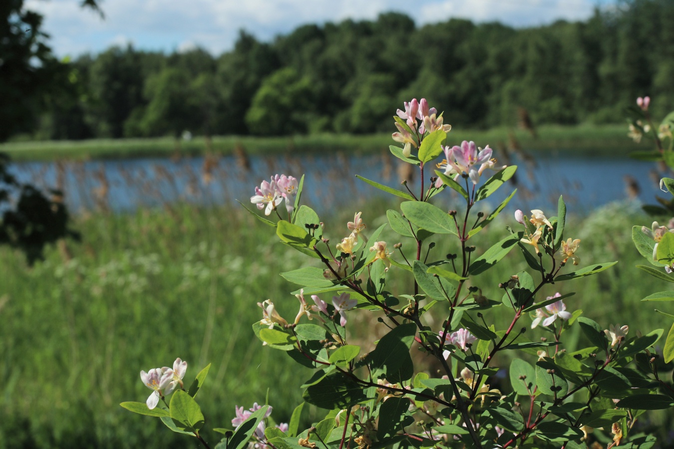 Image of Lonicera tatarica specimen.