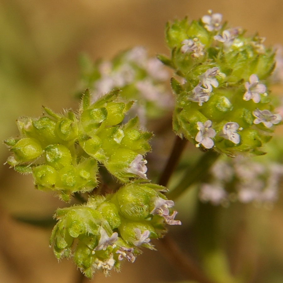 Image of Valerianella pumila specimen.