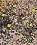 Calendula suffruticosa