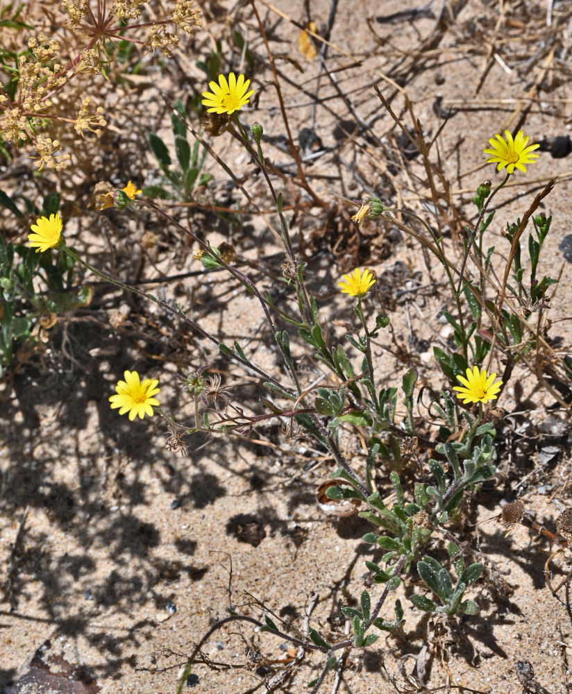 Image of Calendula suffruticosa specimen.