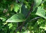 genus Verbascum. Лист. Грузия, край Самцхе-Джавахети, Ахалцихский муниципалитет, левый борт р. Цинубанисцкали, 1,5 км выше по течению от горячего источника Цинубани, выс. 1140 м н.у.м., край луга, ок. кустов. 9 июня 2026 г.