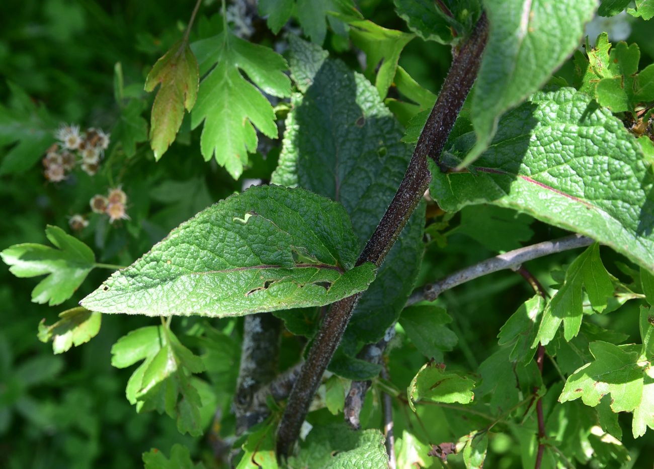 Image of genus Verbascum specimen.