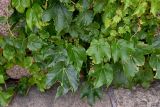 Parthenocissus tricuspidata. Листья и нераспустившееся соцветие. Китай, пров. Цзянсу, г. Сучжоу, в культуре. 27.05.2025.
