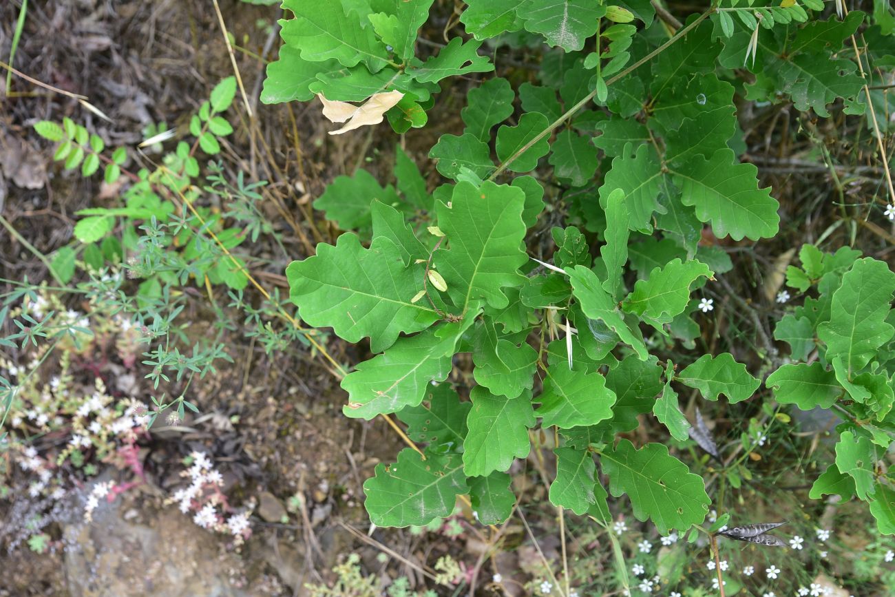 Изображение особи род Quercus.