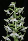 Platanthera metabifolia