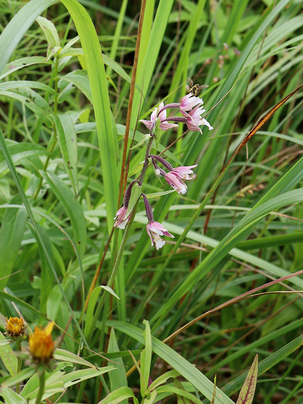 Изображение особи Epipactis palustris.
