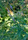 Veronica longifolia