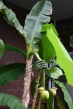 genus Musa. Верхушка растения с цветком и завязавшимися плодами. Краснодарский край, г. Сочи, в уличном озеленении. 17.08.2026.