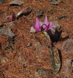 Erythronium sajanense