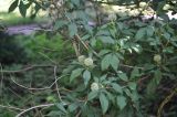 genus Acanthopanax. Верхушки ветвей с соцветиями. Санкт-Петербург, Ботанический сад Петра Великого, дендрарий. 27.08.2026.