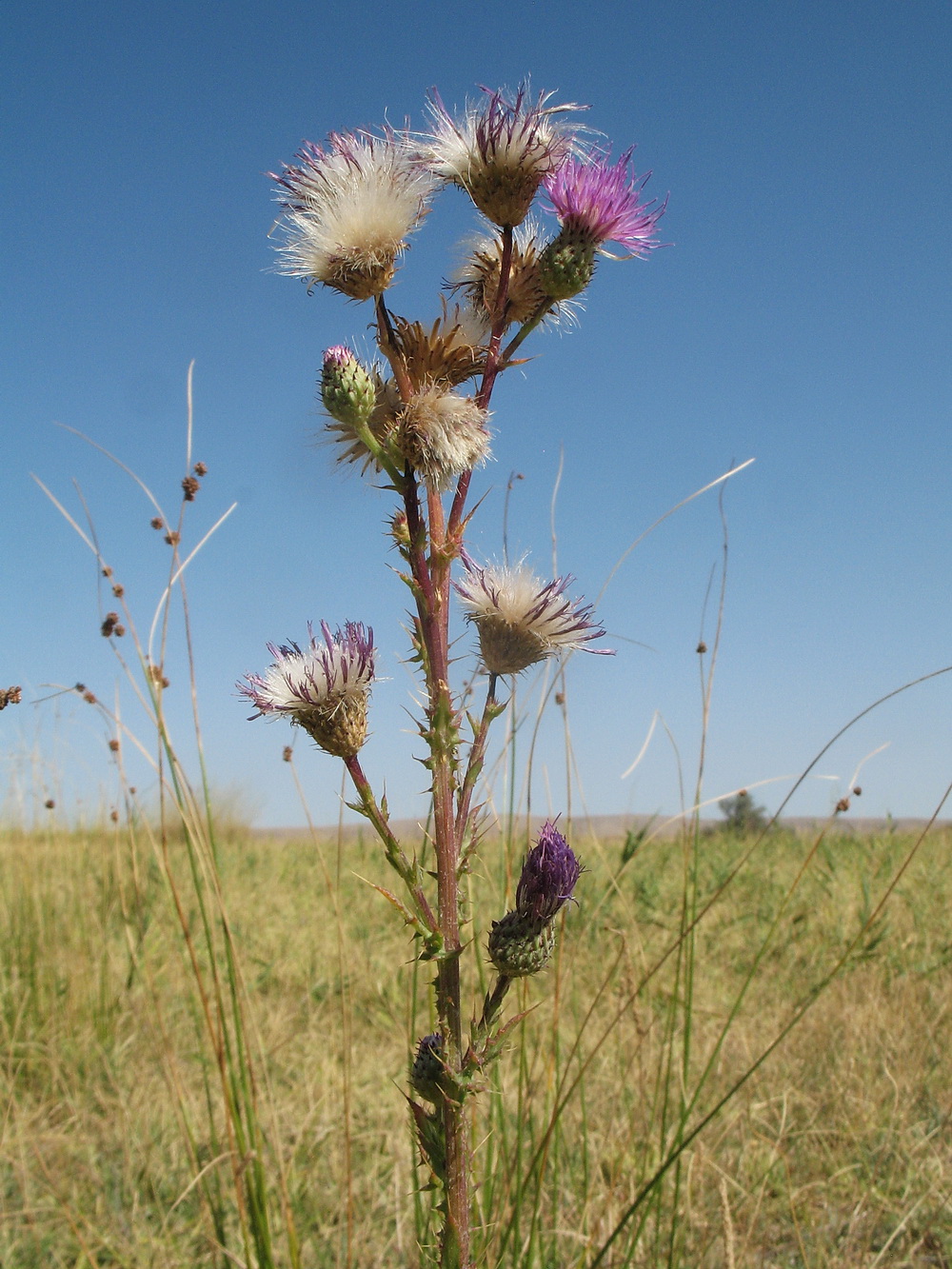 Изображение особи род Cirsium.